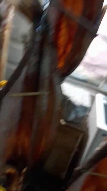 вяленый чир