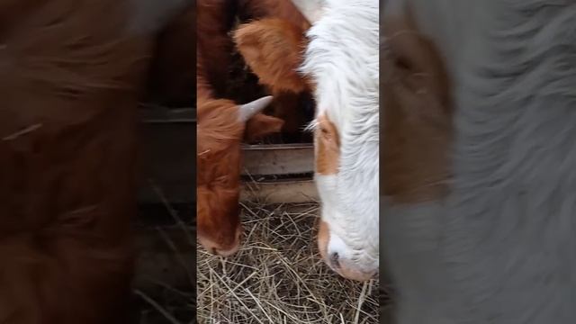 Проморгали Пастушку🐮😱Не угадали отёл 🧐🤦♀️ смотреть онлайн