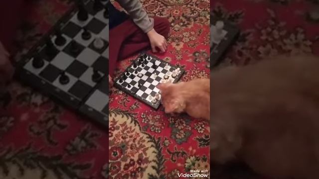 Котик-шахматист. смотреть онлайн