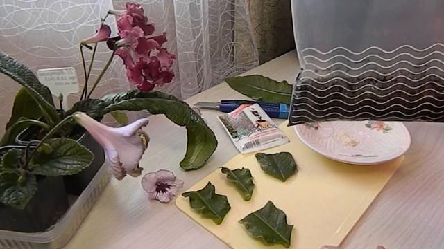 Размножение стрептокарпусов листом вариант 1 смотреть онлайн