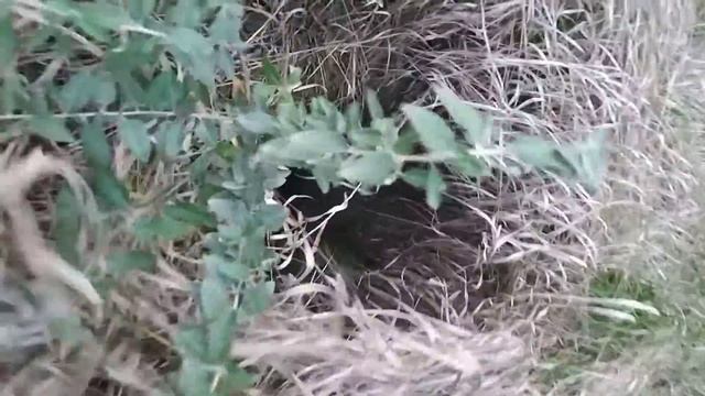 собака провалилась в колодец смотреть онлайн