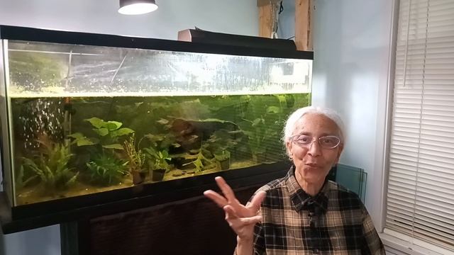 Aquarium plants: some of my experiences 🇨🇦 смотреть онлайн