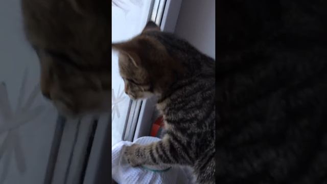 Кот кричит на птиц)) смотреть онлайн