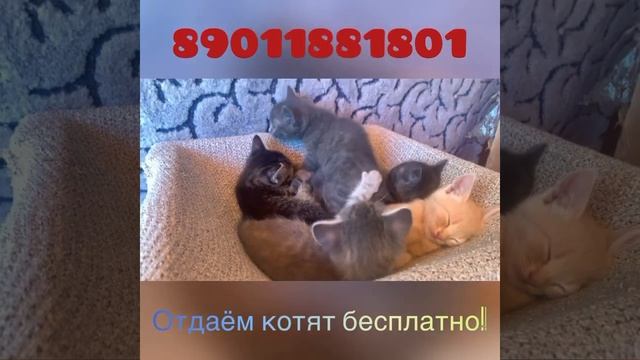 Заведи себе котэ :) КОТЯТА БЕСПЛАТНО В ДОБРЫЕ РУКИ! смотреть онлайн