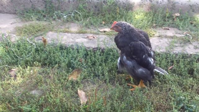 капец!!!курица-мутант!!!