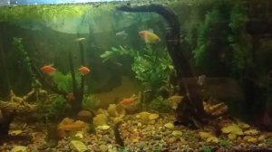 Вьюны - в аквариум и пруд