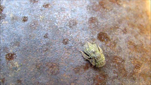 Ledra aurita - leafhopper larva - on railroad track смотреть онлайн