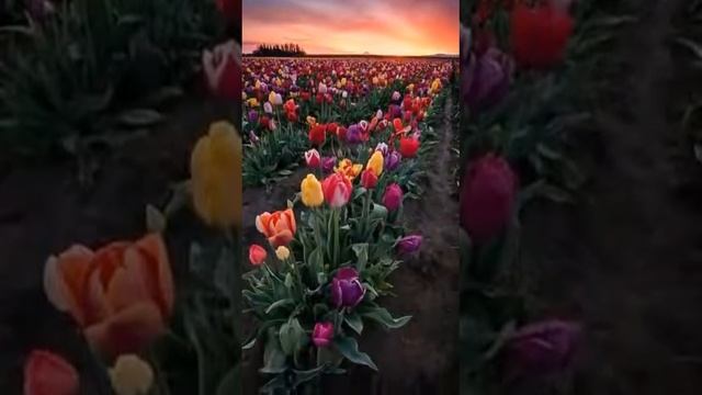 15 мая 2018 г. смотреть онлайн