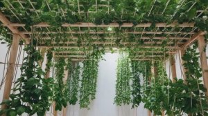 Как подвязать огурцы на балконе правила, схемы - Овощи