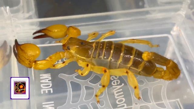 Scorpio Maurus palmatus Khám Phá Đàn Bọ Cạp Vàng Đến Từ Jerusalem смотреть онлайн