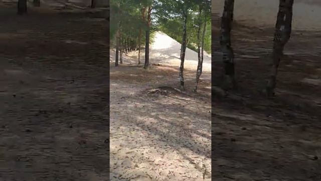 Сосновый бор в Северодвинске