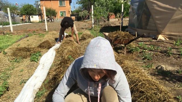 Отглеждане на картофи в слама
