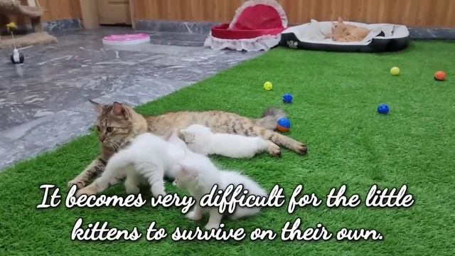 Mother cat who side goodbye to the kitten😭🐈😺 #ytstudio #catlover #catvideo смотреть онлайн