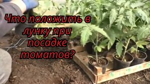 💥 Что положить в лунку при посадке томатов? Проверенный способ для отличного урожая!