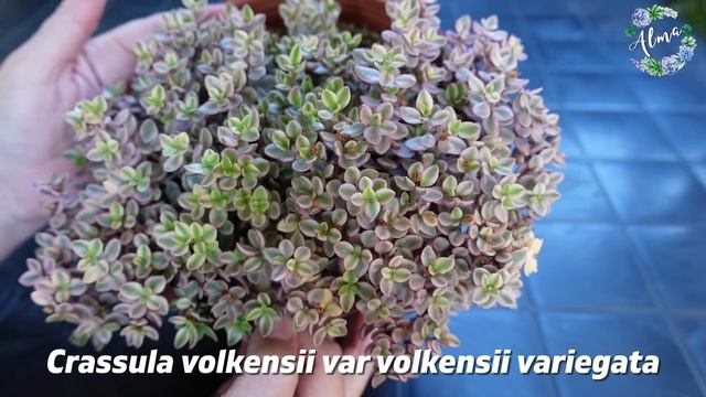 Crassula volkensii variegata #LaSuculentaElegidadelDía смотреть онлайн