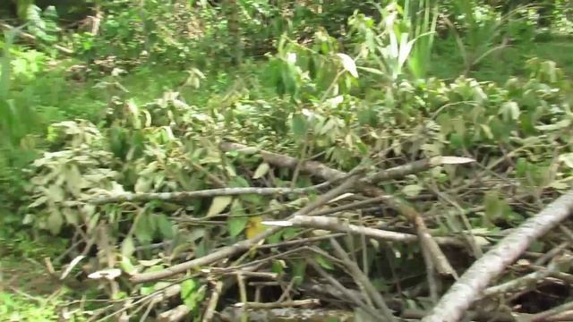 Cutting Down a Tree With a Machete and Working In My Garden смотреть онлайн