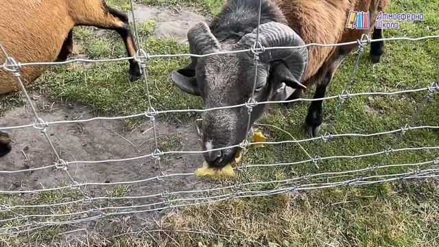 Екскурсія з Атмосферною школою смотреть онлайн