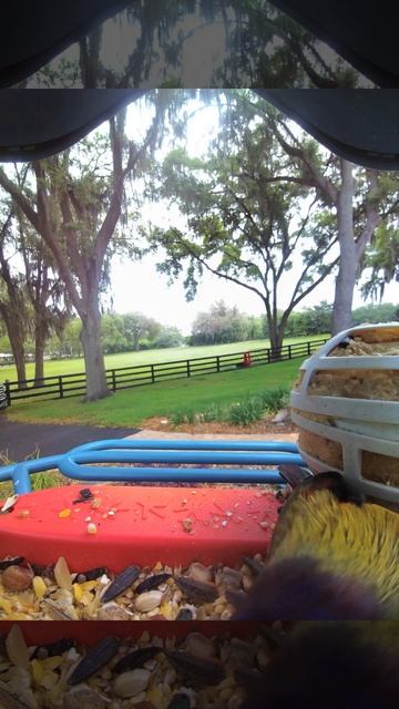 Painted bunting смотреть онлайн