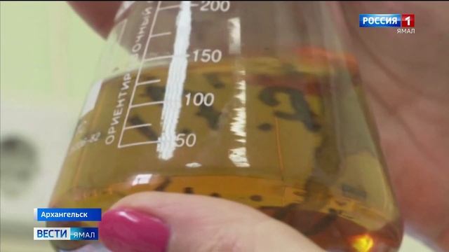 Ученые из Архангельска выяснили, что можжевельник лечит опухоли и воспаления смотреть онлайн