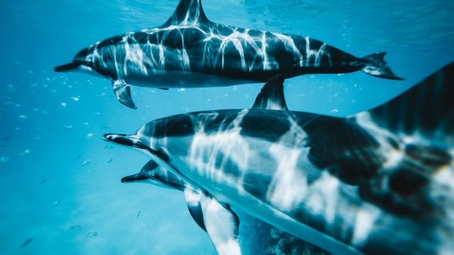 Relaxing dolphin sound sound sea meditation massage yoga