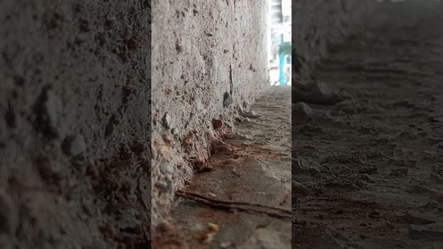 👑badakha tar nkha 😘video senting 🛠️par balog 😘bahaya he senting😘 kantecshn Kam😍 5K😘😍🙏🏻