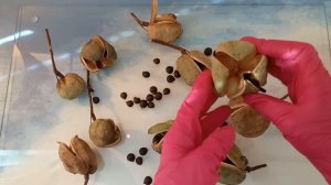 Ксантоцерас рябинолистный, Чекалкин орех. Плоды в средней полосе