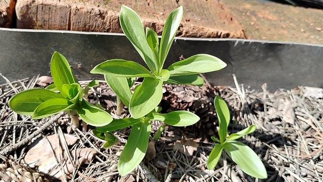 Что цветёт в нашем саду на Пасху 20.04.2025 смотреть онлайн