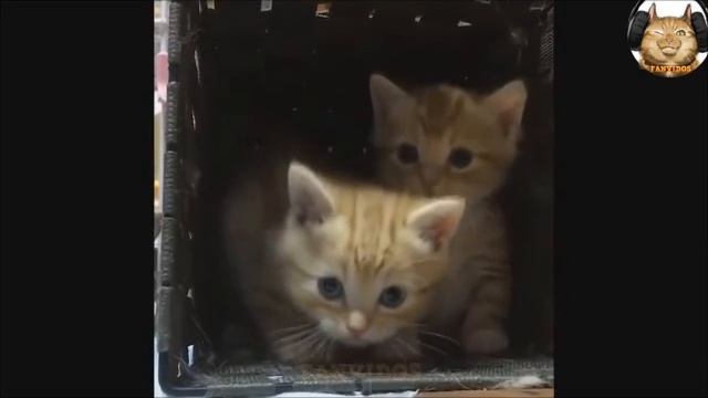 БРОШЕННЫЙ КОТЕНОК смотреть онлайн