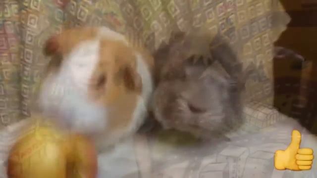 Обзор видео- зайчик-попугайчик смотреть онлайн