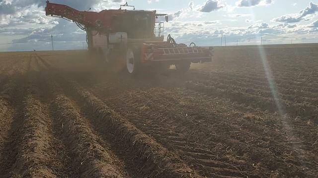 Уборка картофеля Павлодарская обл. Самоходный комбайн Dewulf Enduro.