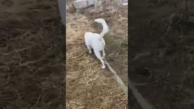 Проходит слушание по спору Джульетты и Елены за кусочек сала :)