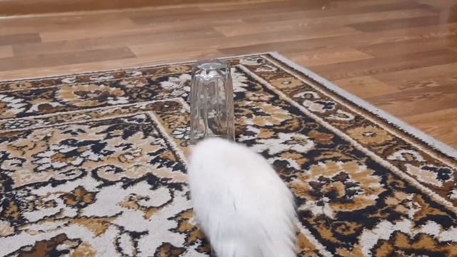 Dog vs rats смотреть онлайн