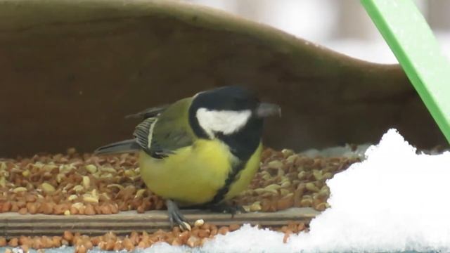 Tits (Синицы) Parus Major