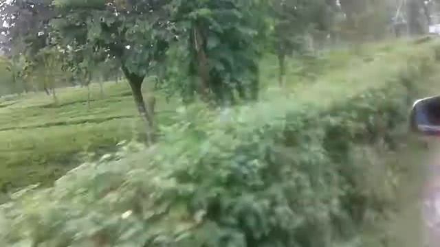 BEAUTIFULL TEA GARDEN AT LATAGURI . SALSA AREA смотреть онлайн