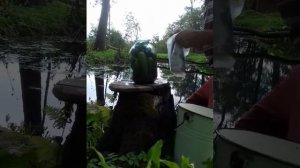 холодная засолка огурцов на родниковой воде и хранение в пруду...