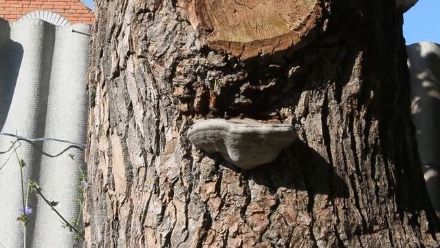 колода для пчел смотреть онлайн