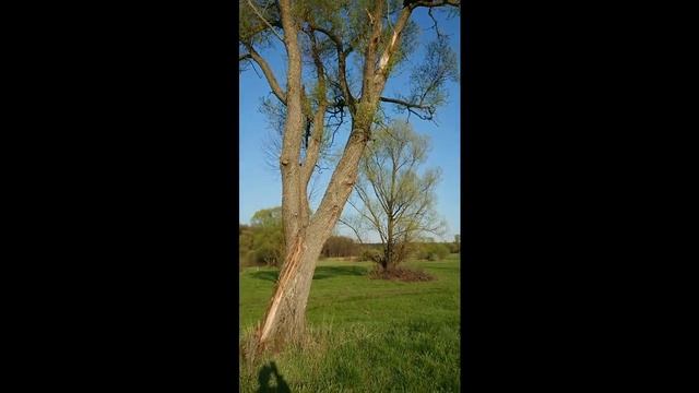 Безумный роелов. Не повторять! смотреть онлайн