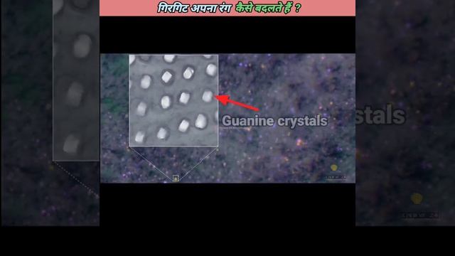 गिरगिट अपने शरीर का रंग क्यों और कैसे बदलता है? #shorts #facts #youtube #KN24 #knowledge смотреть онлайн