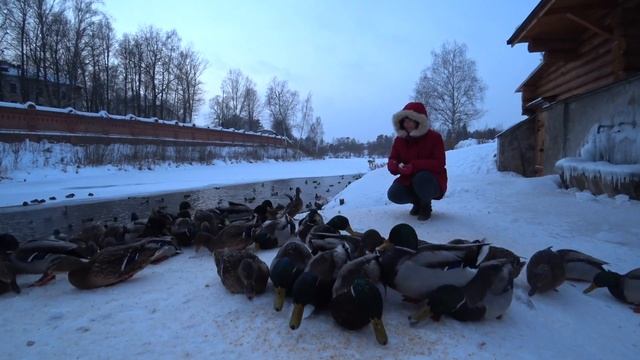 Утки 8 Зима смотреть онлайн
