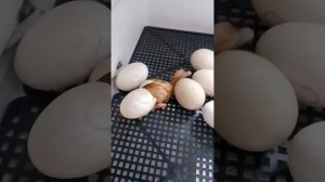 Утка Агидель. Вылупление утят. Плюс итоги совместной инкубации уток,курей и перепелов.