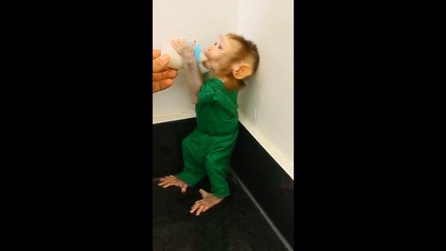 Woow !! Smart Baby Monkey Ben Wait Daddy Cooking Milk смотреть онлайн