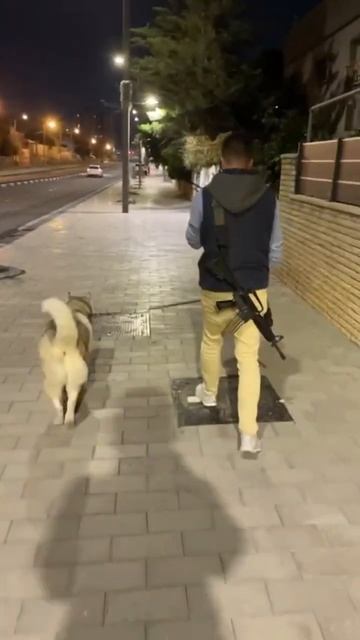 Лошадка на выгуле #музыка #собака #смешныевидео #смешныесобаки #хаски #юмор #смех#милота #мило смотреть онлайн