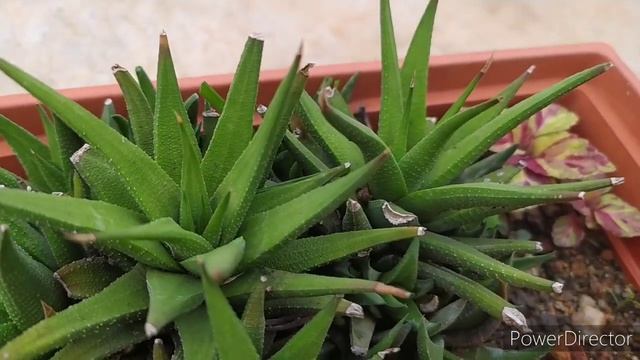 Haworthia plant care/ easy to grow succulent for beginners /tips for growing Haworthia смотреть онлайн