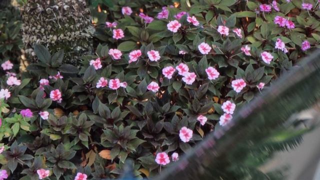 Family Legacy BMW E30 - A Unique Ownership Journey смотреть онлайн