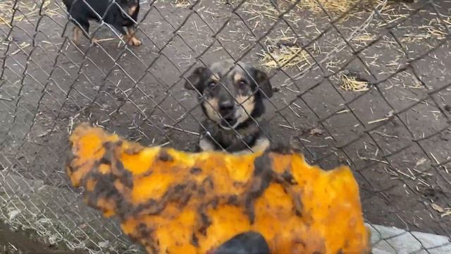 Ч-1//Особенности зимней уборки в загоне кур, уток и гусей//Собаки едят сырую тыкву смотреть онлайн