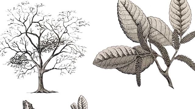 Terrifying Trees In Nature That Will HARM You смотреть онлайн