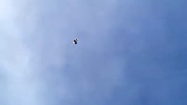 игра голубей ( на посадке . молодёжь) смотреть онлайн