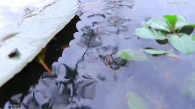 Natural Fish In Lake Are Fished by Fisherman , Luckily This Guy Catch Up The most Beautiful Fish. смотреть онлайн