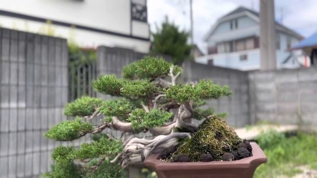 Продаётся. Можжевельник Итоигава. Бонсай. Япония.