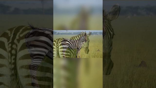Зебра🦓Звуки и фото Зебры смотреть онлайн